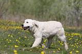 GOLDEN RETRIEVER 886